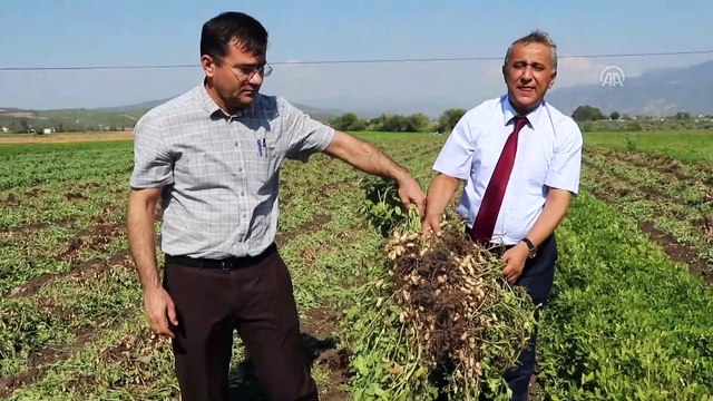Yer fıstığı fiyatı çiftçiyi rahatlattı - OSMANİYE