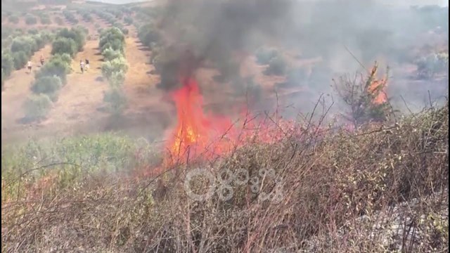 RTV Ora - Digjen mbi 500 rrënjë ullinj në Fier