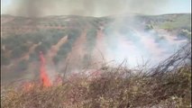 Zjarr i madh në Petovë të Fierit, digjen 500 rrënjë ullinj