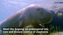 Rare Madagascar Dugong Is In Big Trouble