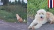 Anjing setia ini menunggu di jalan yang sama selama 4 tahun, hingga akhirnya bertemu pemiliknya - TomoNews
