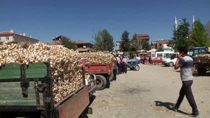 Taşköprülü üreticiler sarımsak fiyatlarından memnun