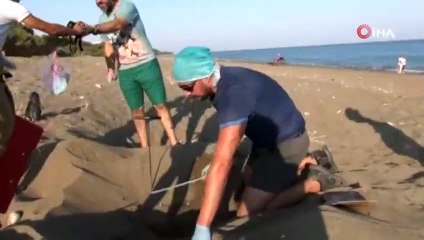 "40 ile 50 bin arasında yavru denizle buluştu"