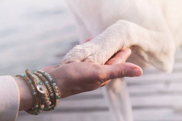 Der Verlust eines Hundes, so schwer wie der Verlust eines geliebten Menschen?