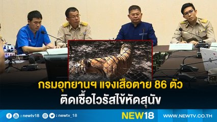 กรมอุทยานฯแจงเสือตาย 86 ตัวติดเชื้อไวรัสไข้หัดสุนัข | NEW18