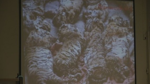 Fallecen 86 de 147 tigres que fueron rescatados de un templo tailandés