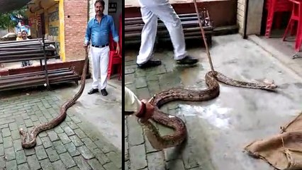 स्कूल के पास निकला 14 फीट लंबा अजगर, देखिए वीडियो