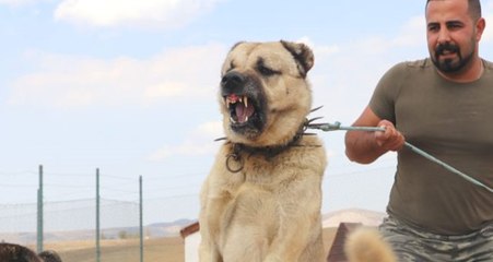 Sınırlarımızı koruyacak Kangallar, teröristlere geçit vermeyecek