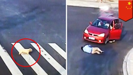 Descargar video: Anjing ini lebih pintar dari pria saat menyebrang jalan - TomoNews