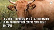 L’usage massif d’antibiotiques chez les bovins responsable d’une épidémie mortelle