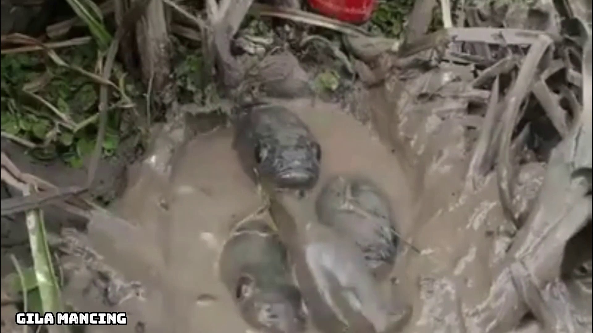 Cara Menangkap Ikan Unik Dengan Coca Cola Video Dailymotion