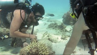 Ein Roboter schützt das Korallenriff vor Killerseestern
