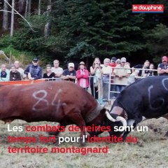 Les combats de reines, temps fort des montagnes