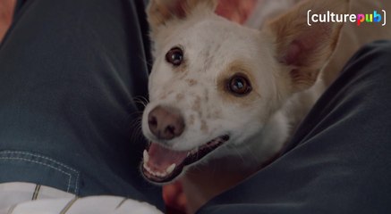 House of Ads - Une vie de Chien