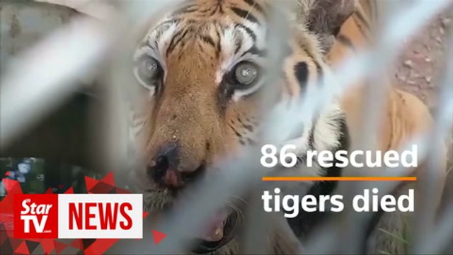 Thai 'Tiger Temple' blames government for deaths of rescued tigers