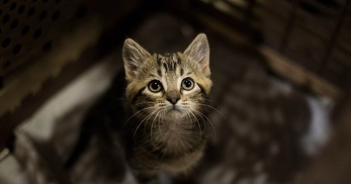Un octogénaire noie un chaton qui faisait ses besoins dans son jardin, sous les yeux de la propriétaire de l'animal