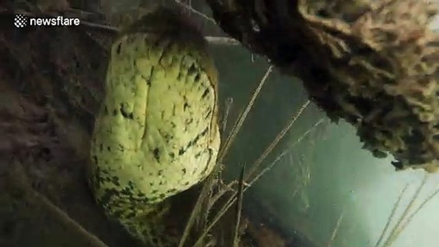 Diver has incredible face to face encounter with giant anaconda in Brazilian river