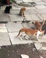 Un serpent se fait attaquer par quatre chats