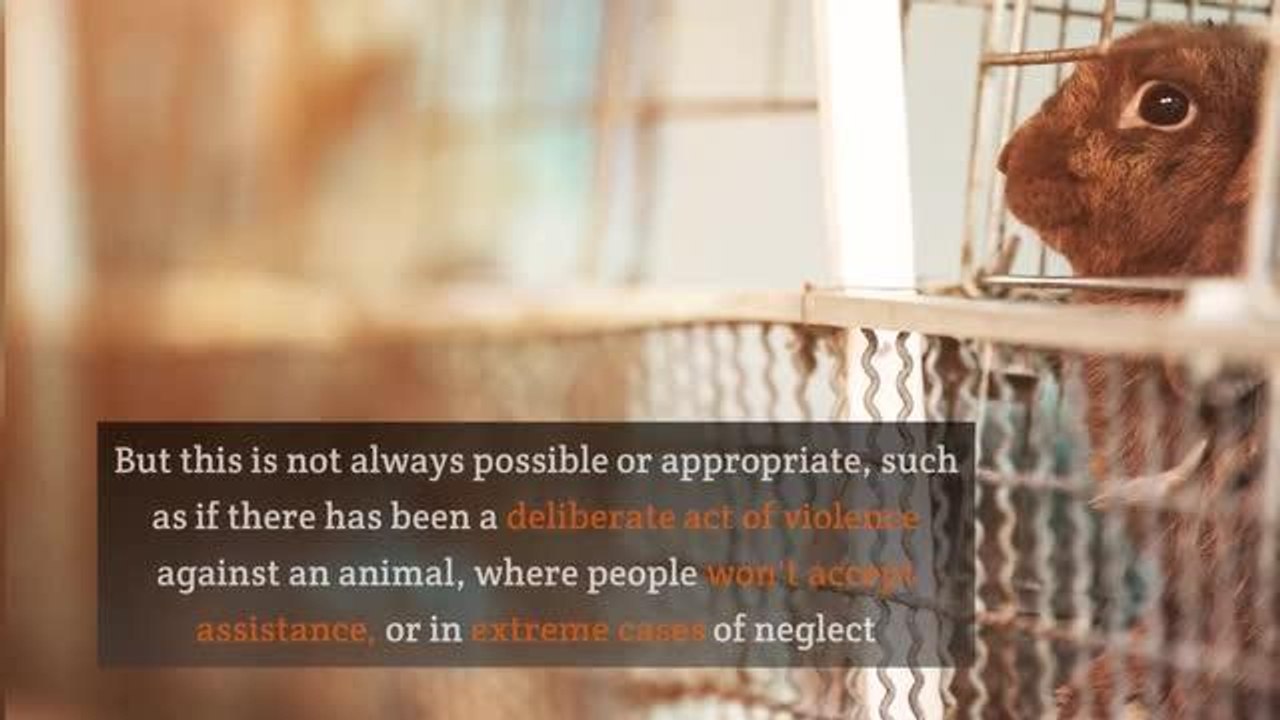 Woman's animal ban after pet dog put down after flea infestation went untreated for SIX months