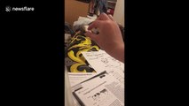 It wasn't the dog! Funny moment cat tries to eat biology homework