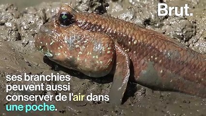 L'Oxudercinae, le poisson qui peut marcher sur la terre ferme