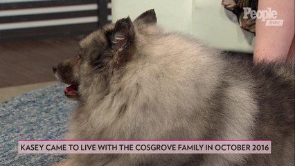 Meet Kasey! Puppy Mill Survivor and Winner of the World’s Cutest Rescue Dog Contest