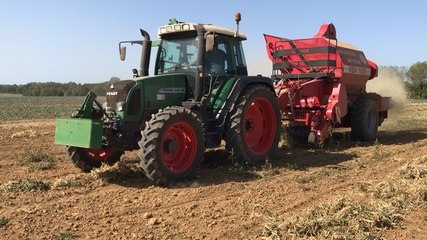 La récolte tardive de la mogette de Vendée