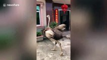 Ostrich charges at villagers in China's Longyan