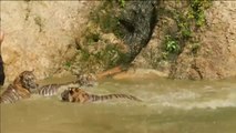 Más de la mitad de los tigres rescatados en un templo de Tailandia fallecen por problemas de consanguinidad