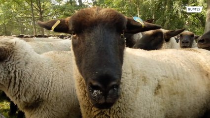 Who let the sheep out!? German shepherds rally with their sheep in central Berlin