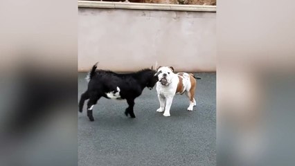 Cabra y bulldog muestran un sorprendente feeling