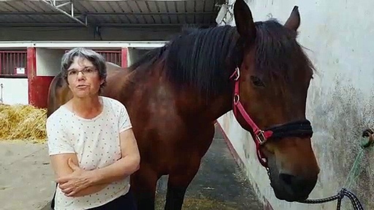 Rencontre avec Fanny Chattel, partie sur les routes de France en attelage avec Texas son bel ardennais