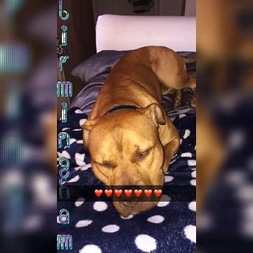 Tysons story. Tyson was set on fire by police whilst being seized