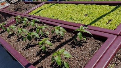 ‘Elevated Gardens’ Are Designed For Elderly, Disabled