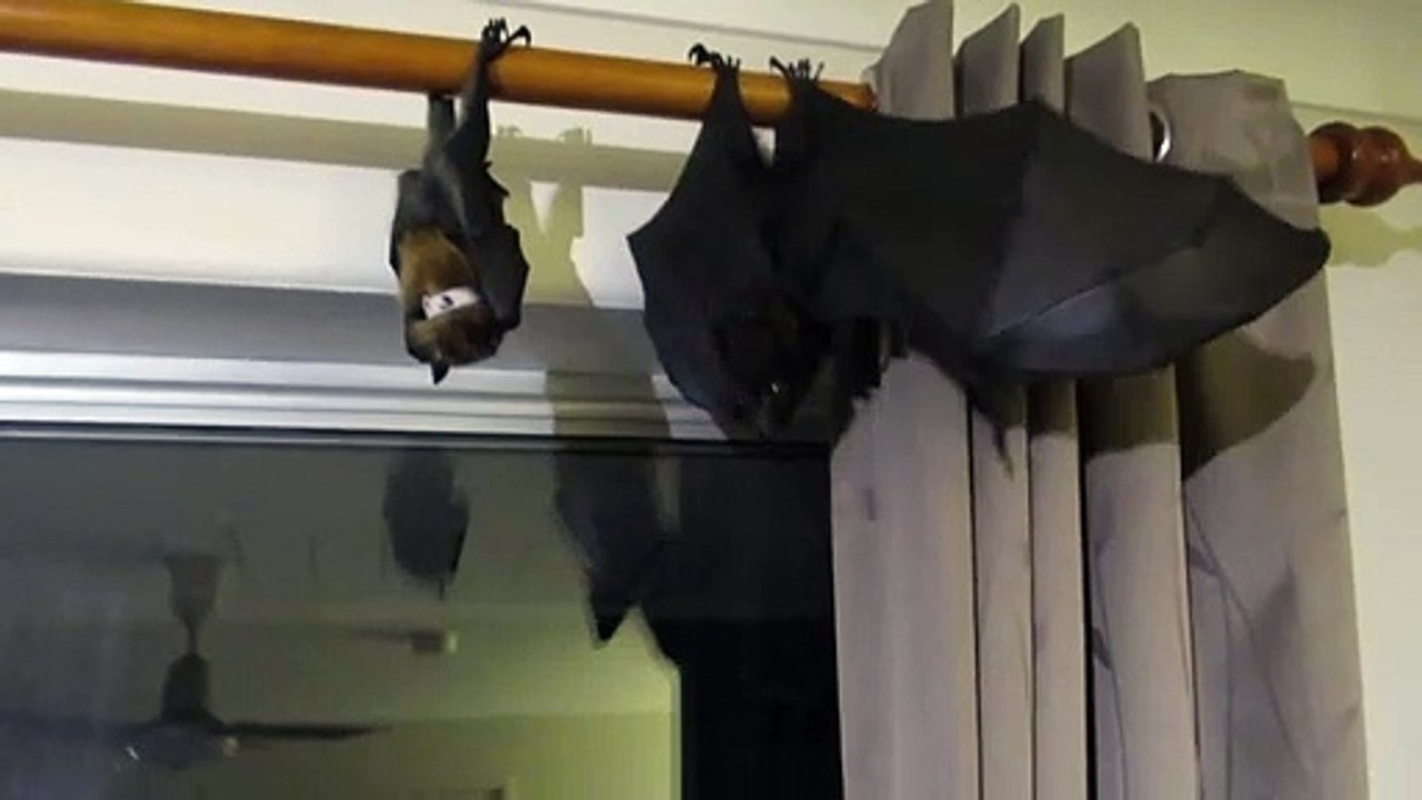 Ils ont 2 petites chauve-souris de compagnie... Adorable
