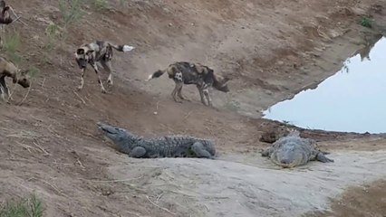 Des dingos viennent embeter 2 crocodiles... Courageux