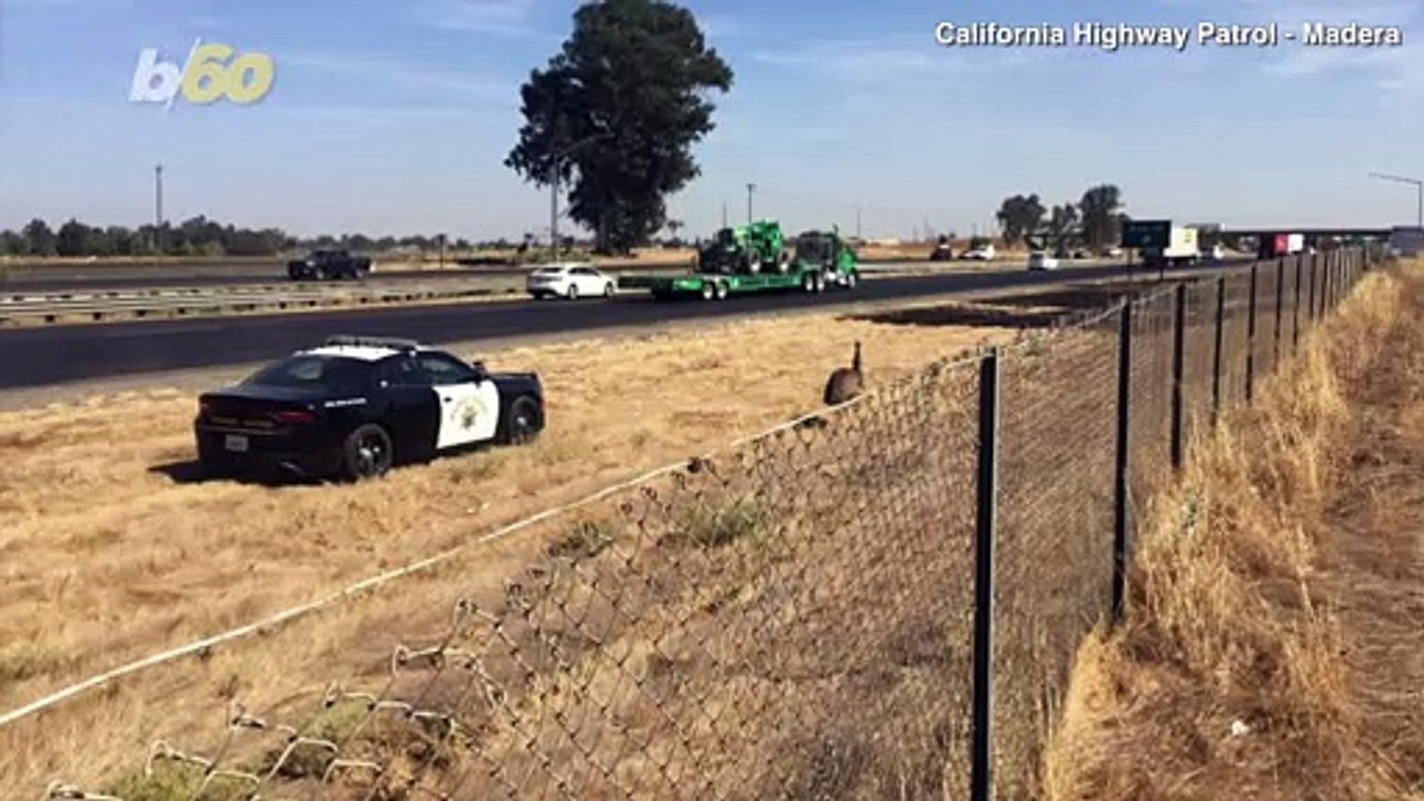 Emu-gency! Highway Patrol Gets Strange Call Abo...