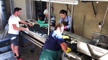 Vonay : en immersion dans les vendanges de Thomas Bouley