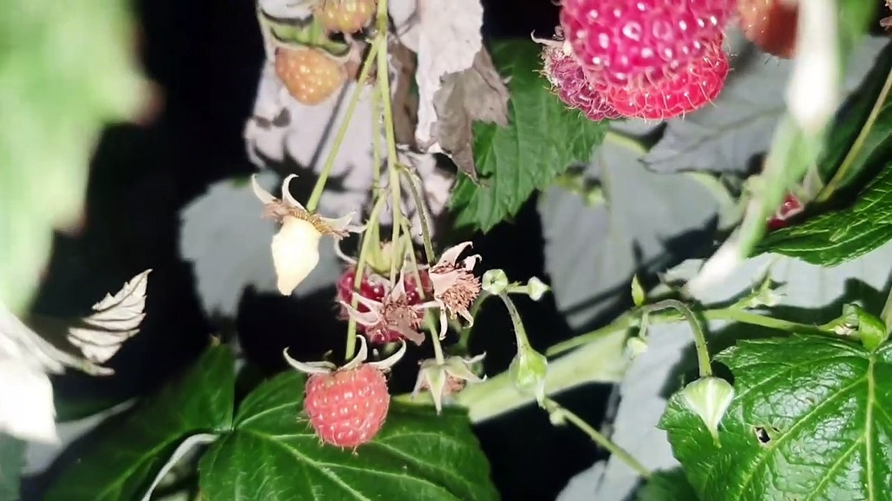 Rosliny Jadalne Wrzesien--)