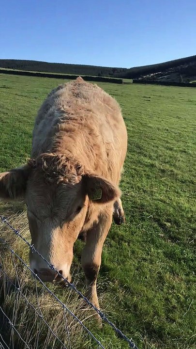 Cute Cow Comes When Called