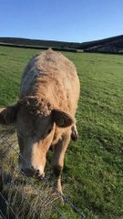 Cute Cow Comes When Called