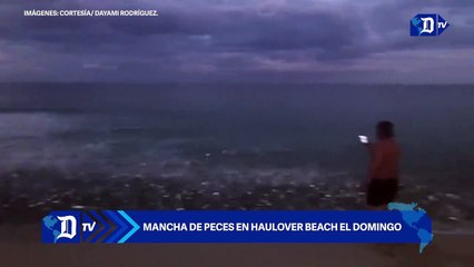 Mancha de peces en Haulover Beach el domingo.