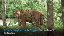 Morrem tigres resgatados