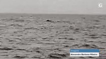 Pescador registra momento exato de salto de baleia jubarte