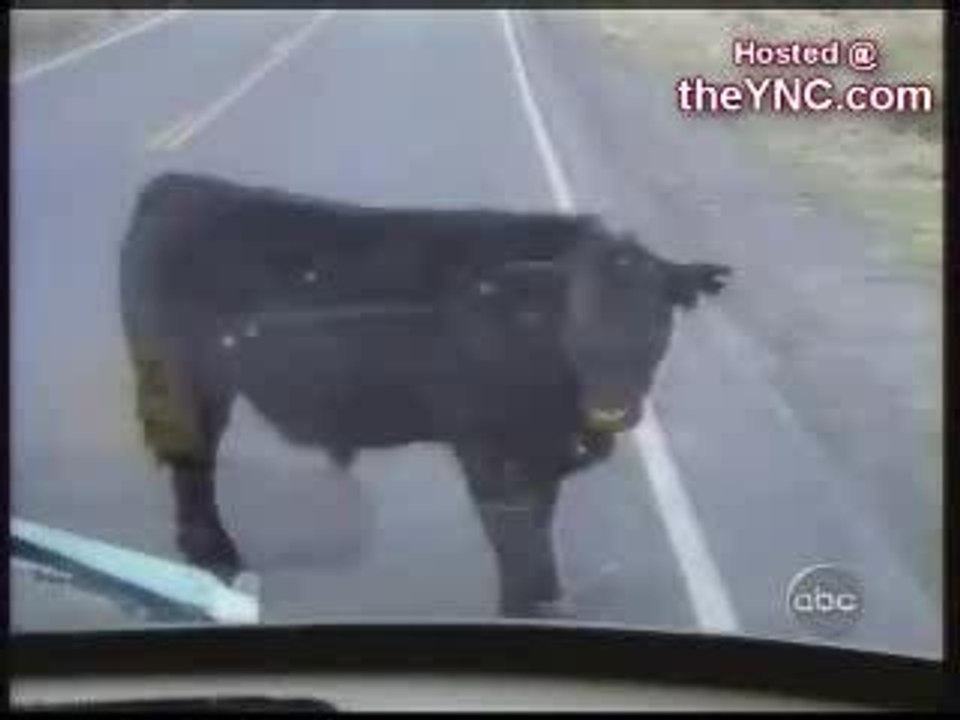 FATHER cow