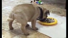 爆笑ｗｗ 食事中の子犬 何でこうなるの？？