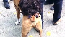リアルすぎるワンコの〇〇？めっちゃ動いてるのうけるｗ