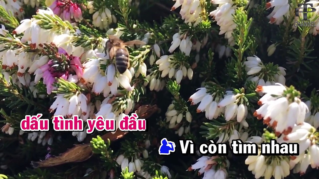 LK Hoa Nở Về Đêm Karaoke Song Ca Cùng Ca Sĩ Lưu Ánh Loan ✔