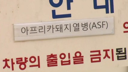 경기도, 확산 우려에 돼지 4천7백마리 살처분 / YTN