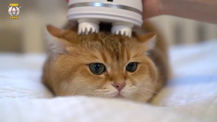 Funny And Cute Cats - Funniest Cats Compilation 2019